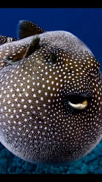 Puffer Fish are insanely Poisonous | animal facts #shorts смотреть онлайн