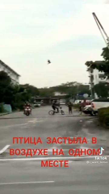 Птица застыла в воздухе.Глюк реальности.