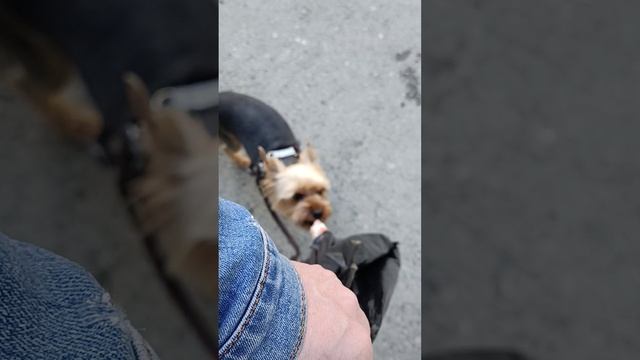 Кожаный и шерстяной - полный сборник