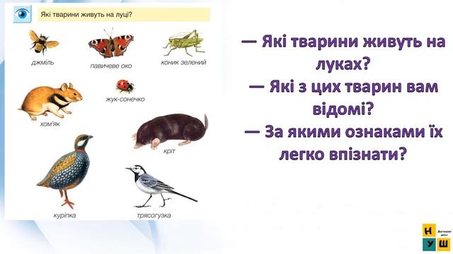 ЯДС 1 клас урок 62 Тварини луків автор підручника #Жаркова
