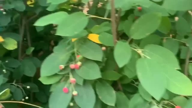 28 Июня в Канаде у брата все растет и плодоносит 280621 смотреть онлайн