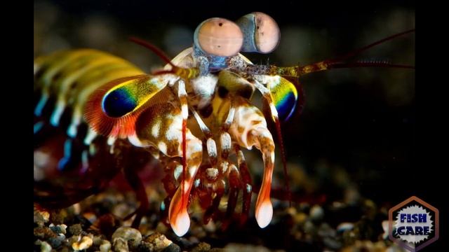 Peacock Mantis Shrimp Caring in SINHALA |||| смотреть онлайн