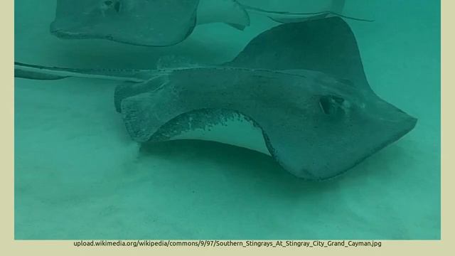 DAGDAG KAALAMAN Cayman Islands смотреть онлайн