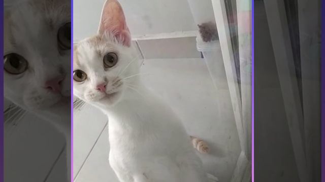 Kedi Sesi 😺kedimiz Reçel