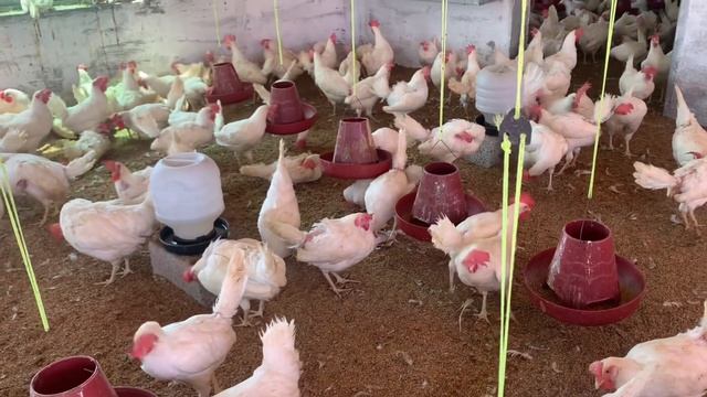 Start White Layer Poultry Farming For Eggs Business | White Layer Poultry Farming at Home смотреть онлайн