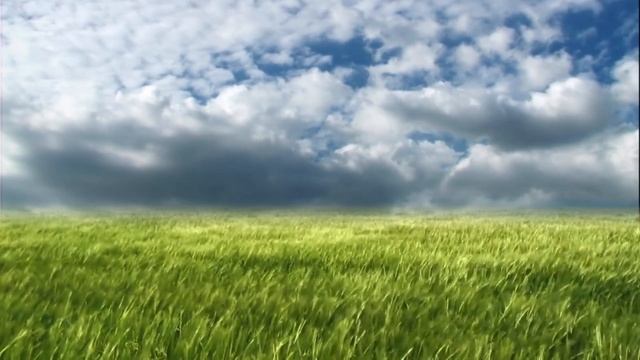 Grass Animation | Natural Beautiful Grass Animation | Nature Video Background смотреть онлайн