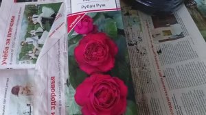 Распаковываю парковую розу Рубан Руж. Показываю в каком состоянии корни. Обзор февраль 2025.