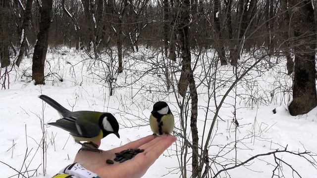 Синички (стихотворение В. Гаазова)