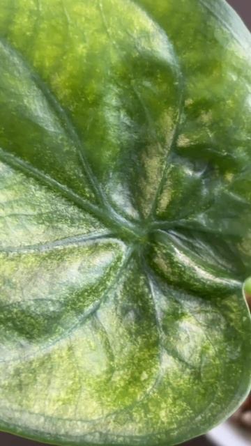 Алоказия кукулата смотреть онлайн