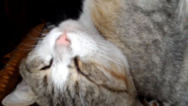 Sleeping Cat (Спящий кот)