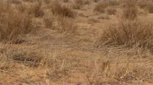 Поместье сурикат 4 сезон 4 серия «По-семейному» (документальный сериал, 2005)