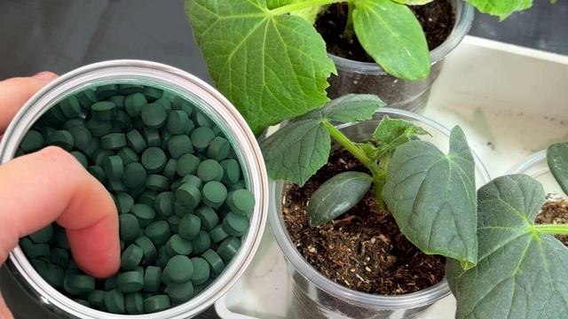 ЖАЛЕЮ ЧТО РАНЬШЕ ТАК НЕ ВЫРАЩИВАЛА ОГУРЦЫ, РАССАДА ОГУРЦОВ НЕ ЛЮБИТ ЭТИ 10 ВЕЩЕЙ смотреть онлайн