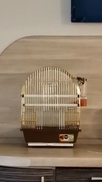 После первой прогулки ищет вход в клетку.