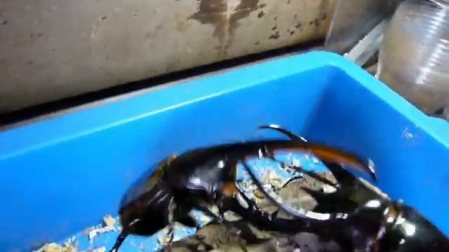 Big Beetle Battle ! The Hercules Beetle is the strongest insect ! смотреть онлайн