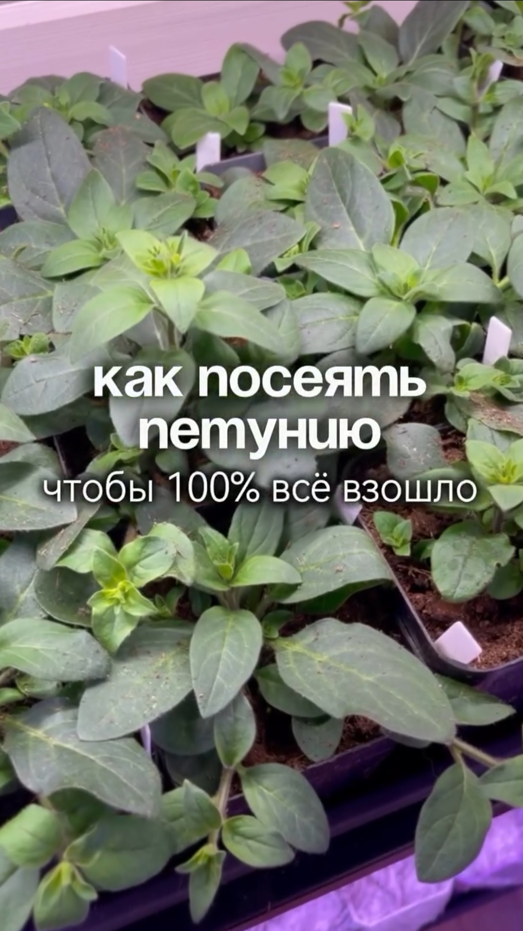 Сеем петунии так, чтобы 100% все взошло смотреть онлайн