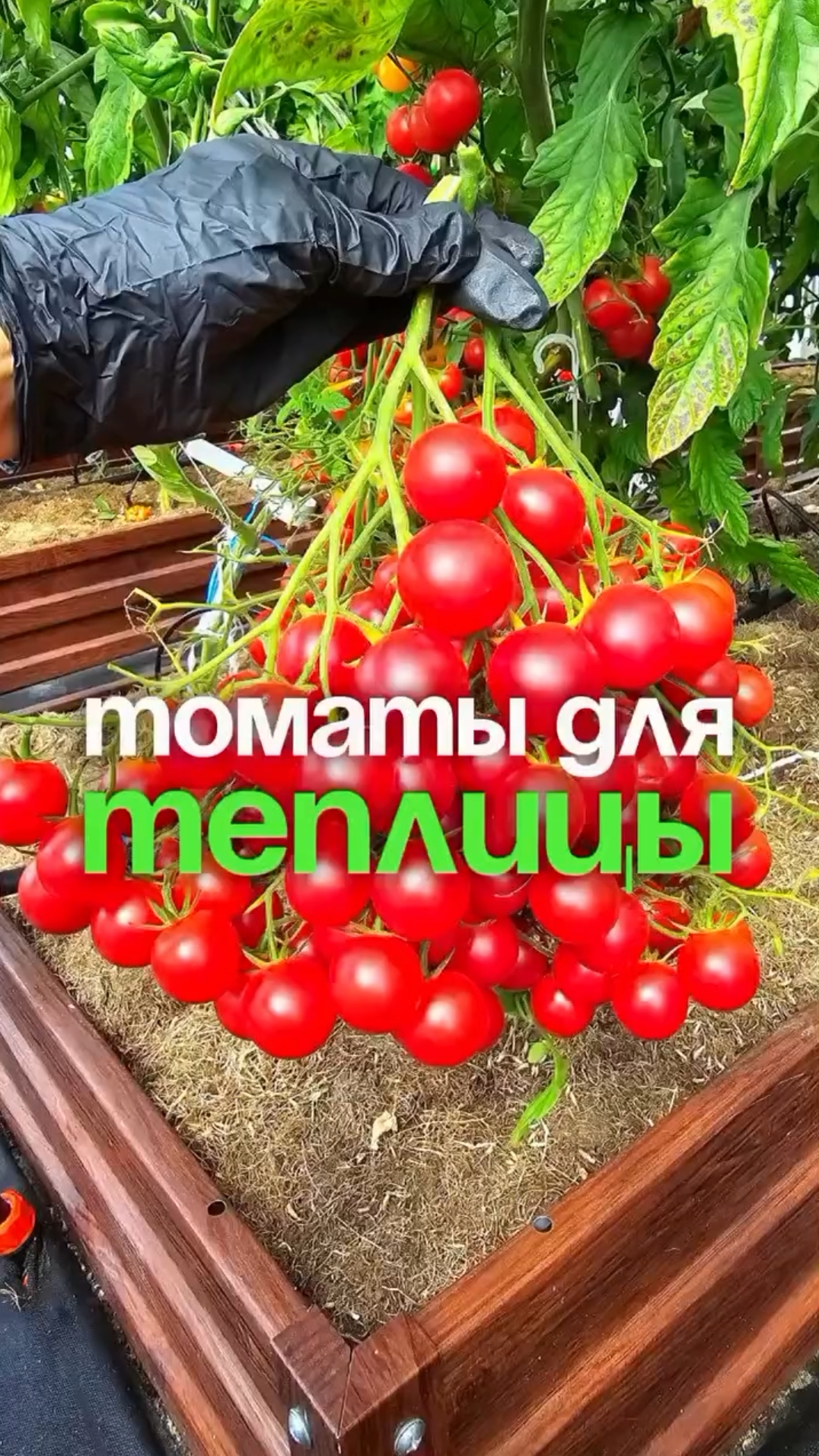 Урожайные сорта томатов для теплицы ✅ смотреть онлайн