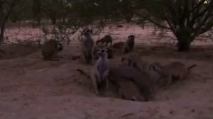 Поместье сурикат 4 сезон 6 серия «Большие ожидания» (документальный сериал, 2005)