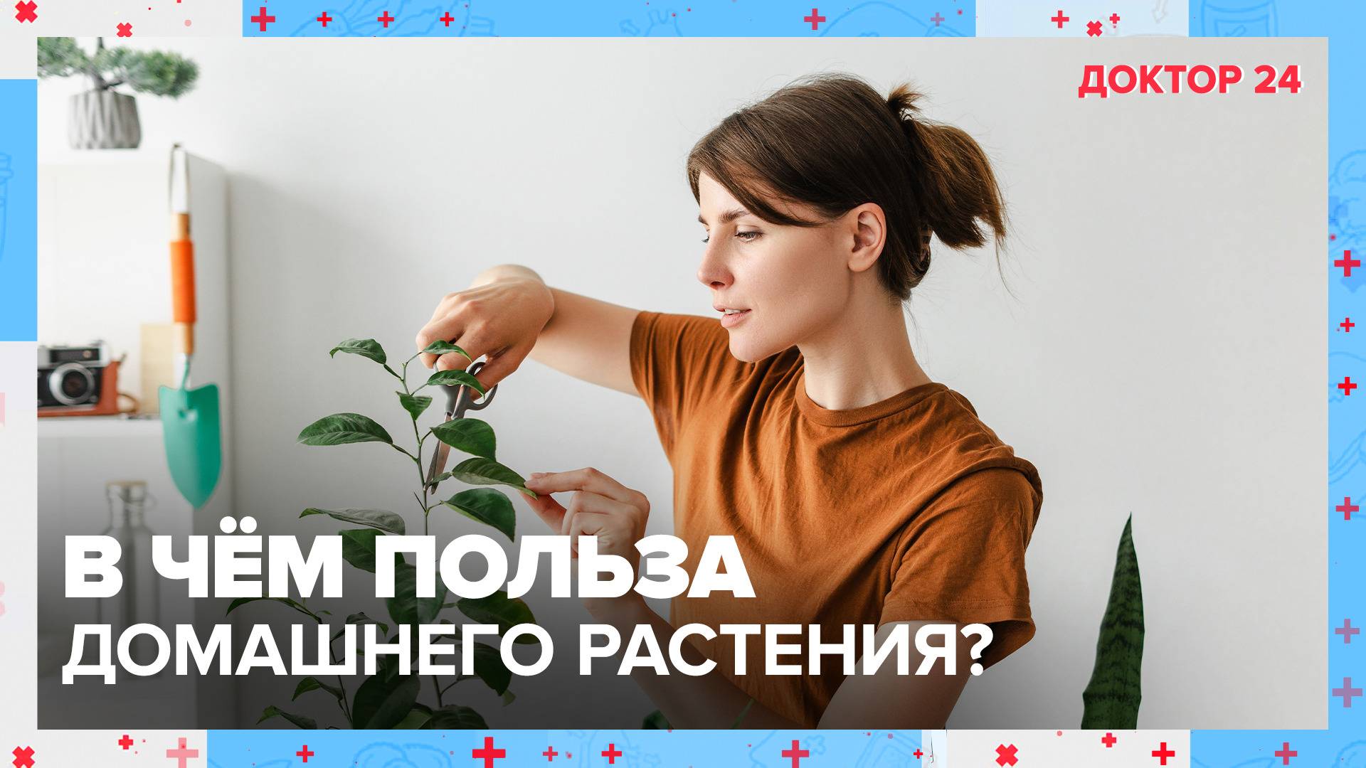 ДОМАШНЕЕ РАСТЕНИЕ | Доктор 24 смотреть онлайн
