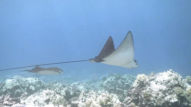 Spotted Eagle Rays - Honokohau Harbor - Big Island - Hawaii смотреть онлайн