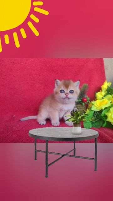 Шотландский котенок поет смотреть онлайн