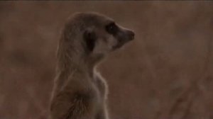 Поместье сурикат 4 сезон 11 серия «Возвращение разбойников» (документальный сериал, 2005)