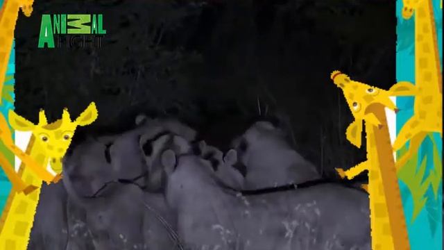 Animal Fighting♥Rhino Kill Lion, A Rhino Was Attacked But Later Won & Kill a Lion, 2016 Compilation смотреть онлайн