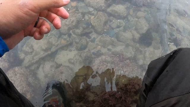 White Sea Bass while Surf Fishing [Catch MORE Fish]! смотреть онлайн
