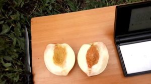 Нектарин Супер квин