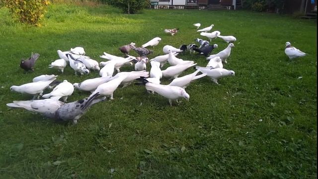 Продажа,8 919 009 97 65 Бакинцы смотреть онлайн