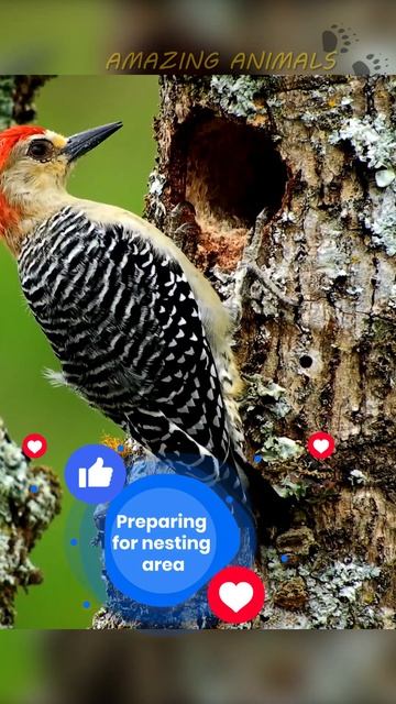 Preparing for nesting area! Red-bellied woodpecker! Animals fact! смотреть онлайн