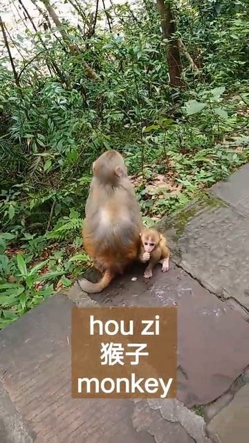 Monkey In Chinese