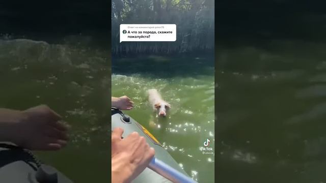 породо сабаки🐕 смотреть онлайн