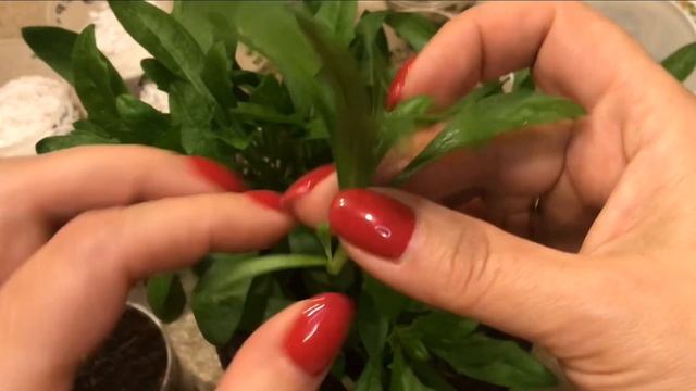 Остеоспермум размножение черенками