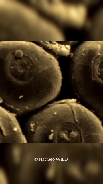 The Weird and Wonderful Star Nosed Mole #shorts