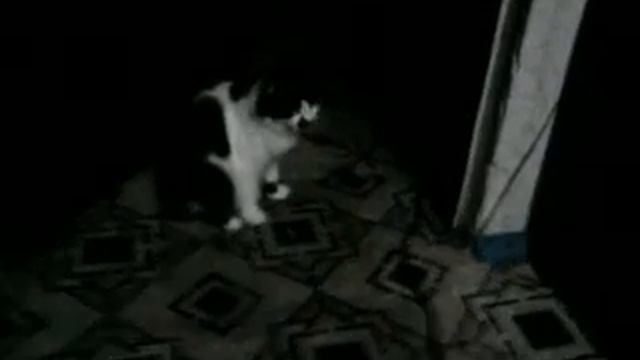 Кот подпрыгивает. o_O смотреть онлайн