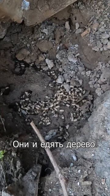 Муравьи под фундаментом смотреть онлайн