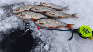 ОПУСКАЕШЬ и СРАЗУ ПОКЛЕВКА. Ловля  плотвы в палатке. Зимняя рыбалка