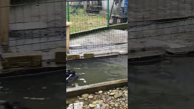 Приморский парк. Абхазия смотреть онлайн