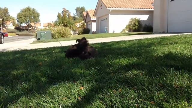 So Cute Tiny Toy Schnauzer Puppies! #shorts