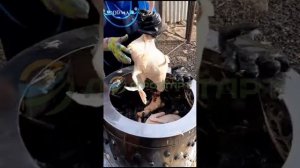 Новый способ ощипа утки породы СТ-5, возраст 5 месяцев! Бесценный опыт наших покупателей. АГРОСТАРТ