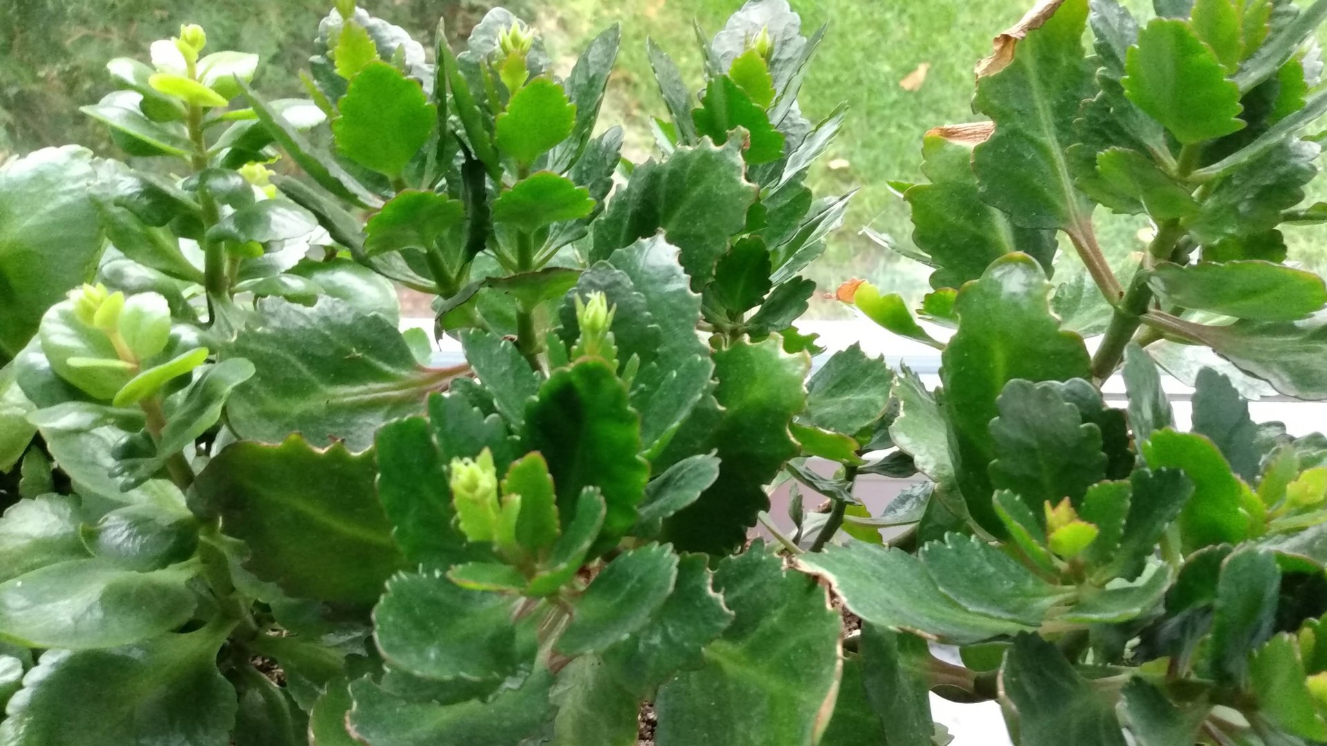 Как заставить цвести каланхоэ. Почему не цветёт каланхоэ.