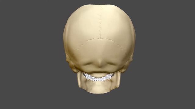 Human Skull Sculpt Zbrush Turntable смотреть онлайн