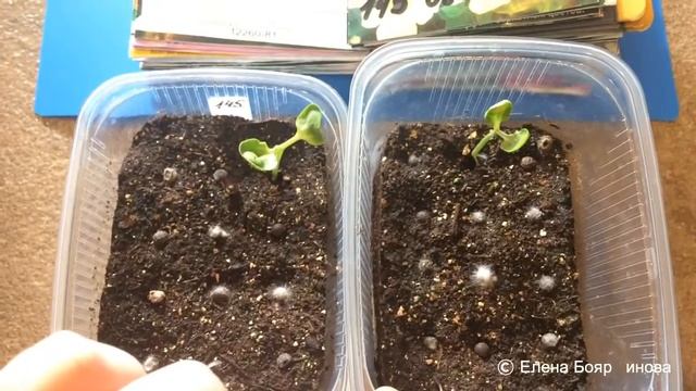 ТУНБЕРГИЯ 20.02.18 Обзор рассады тунбергии