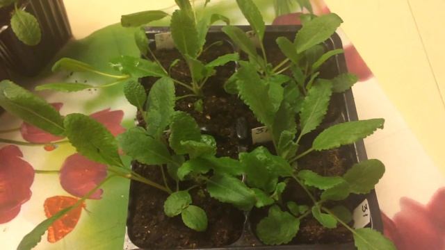 Шалфей 14.02.18