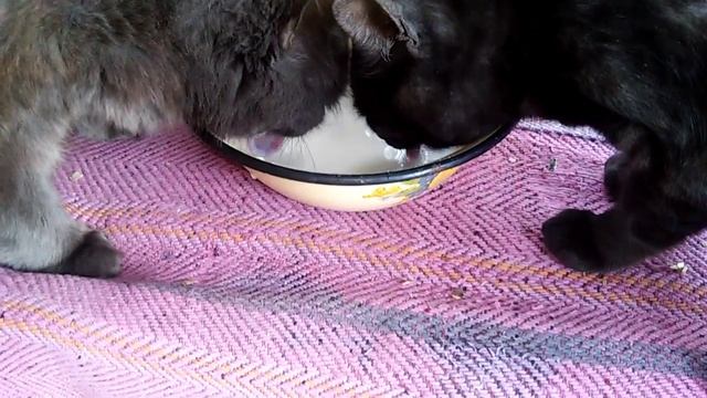 Прикольные Котики смотреть онлайн