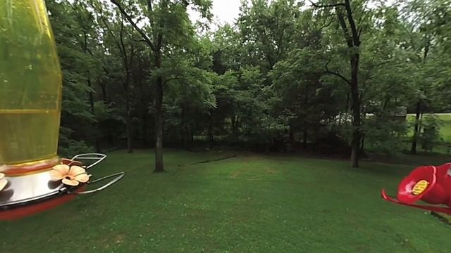 [3D 180 VR] Nature - Hummingbird at Bird Feeder 60 fps смотреть онлайн