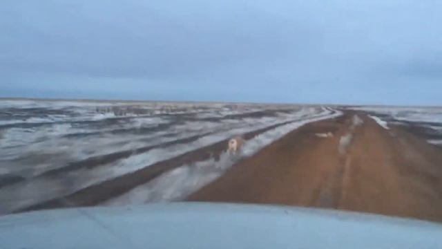 Winter saiga Aral Sor смотреть онлайн