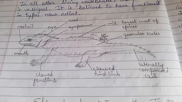 Rhynchocephalia| Sphenodon punctatum (Notes) Bsc 2nd year Zoology смотреть онлайн