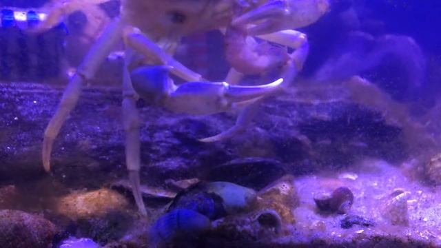Strandkrabbe hoppst vor Freude смотреть онлайн