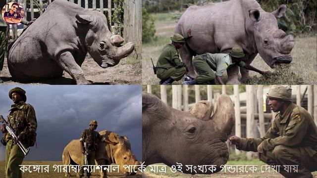 R.I.P. Sudan | Last Northern White Rhino смотреть онлайн